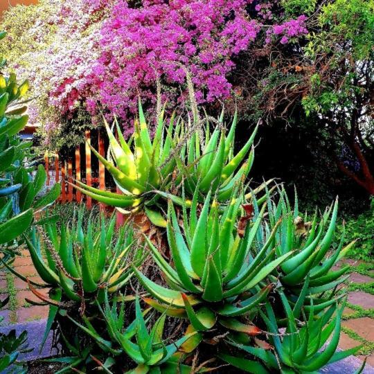 Quiet House Garden Naples-Pompei-Sorrento Trecase Exterior foto