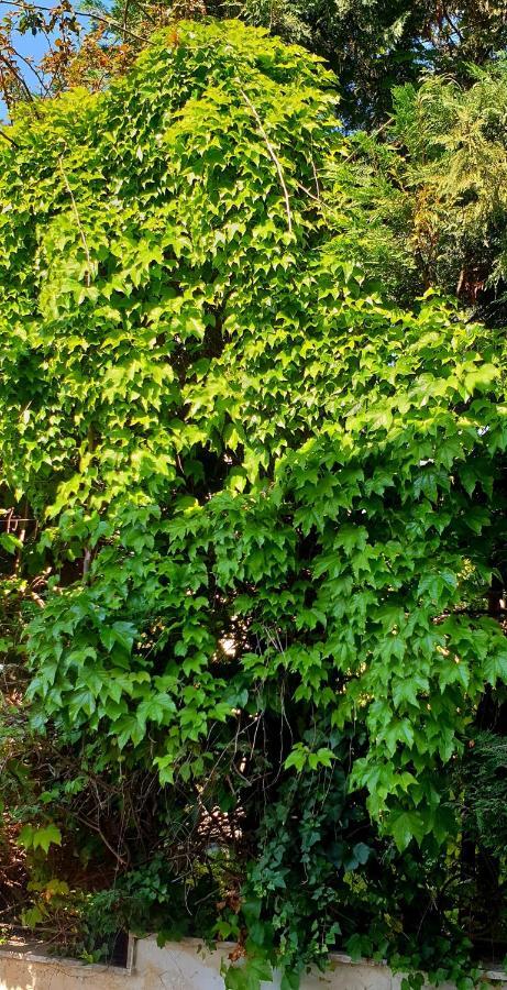 Quiet House Garden Naples-Pompei-Sorrento Trecase Exterior foto